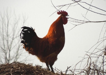 《清晨》清晨听到公鸡叫 少儿三声部合唱